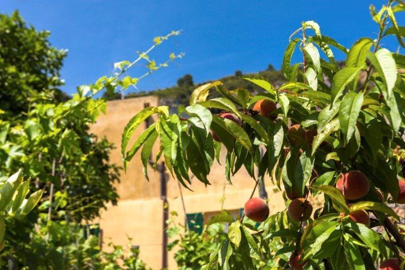 Agriturismo La Selva Finale Ligure Bagian luar foto