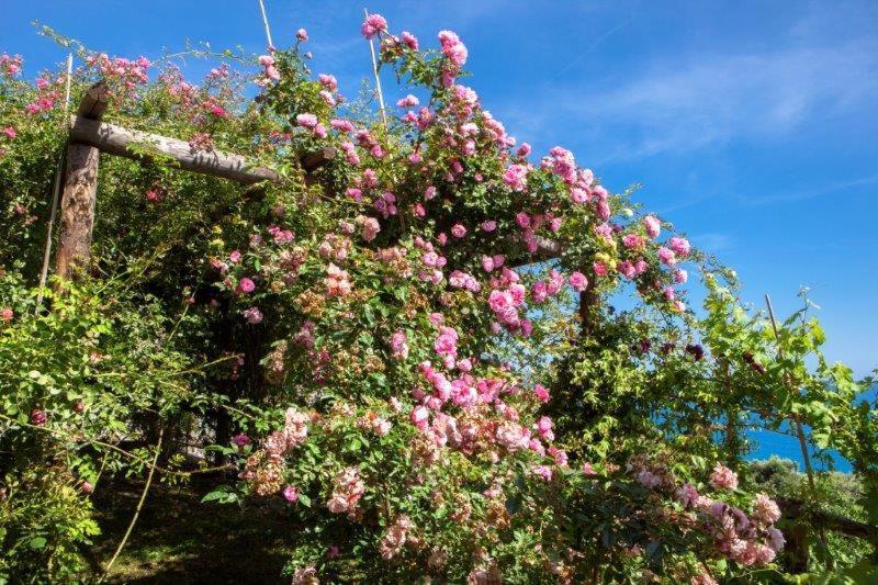 Agriturismo La Selva Finale Ligure Bagian luar foto