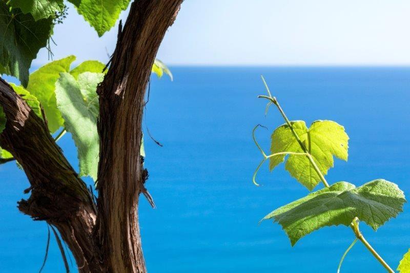 Agriturismo La Selva Finale Ligure Bagian luar foto