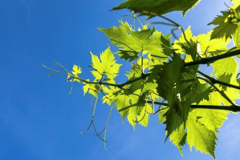 Agriturismo La Selva Finale Ligure Bagian luar foto